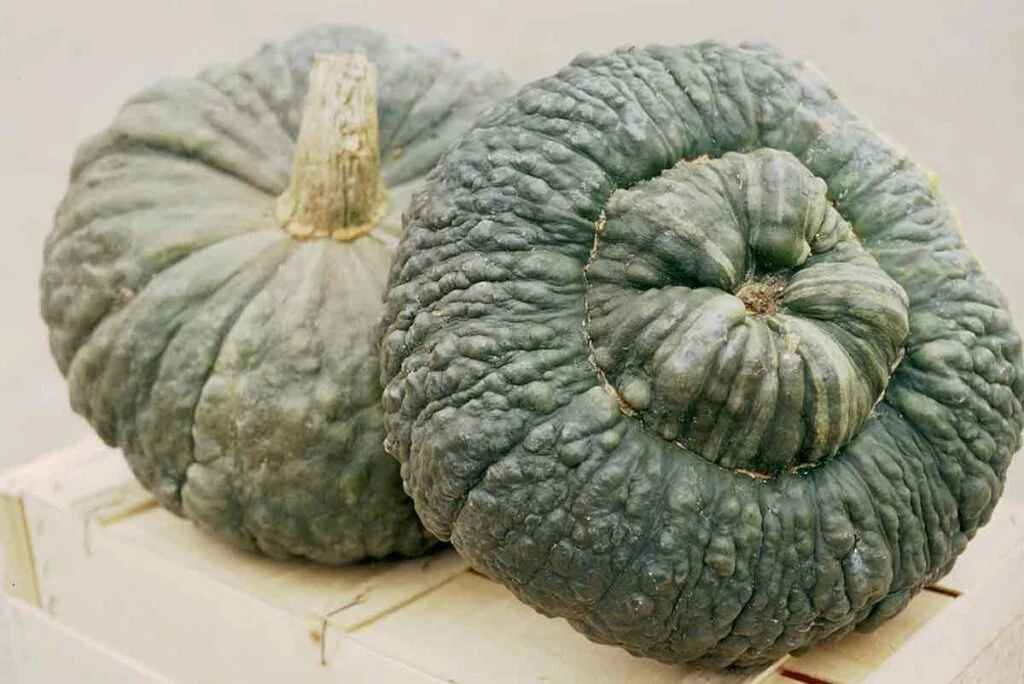 courge-marina-di-chioggia