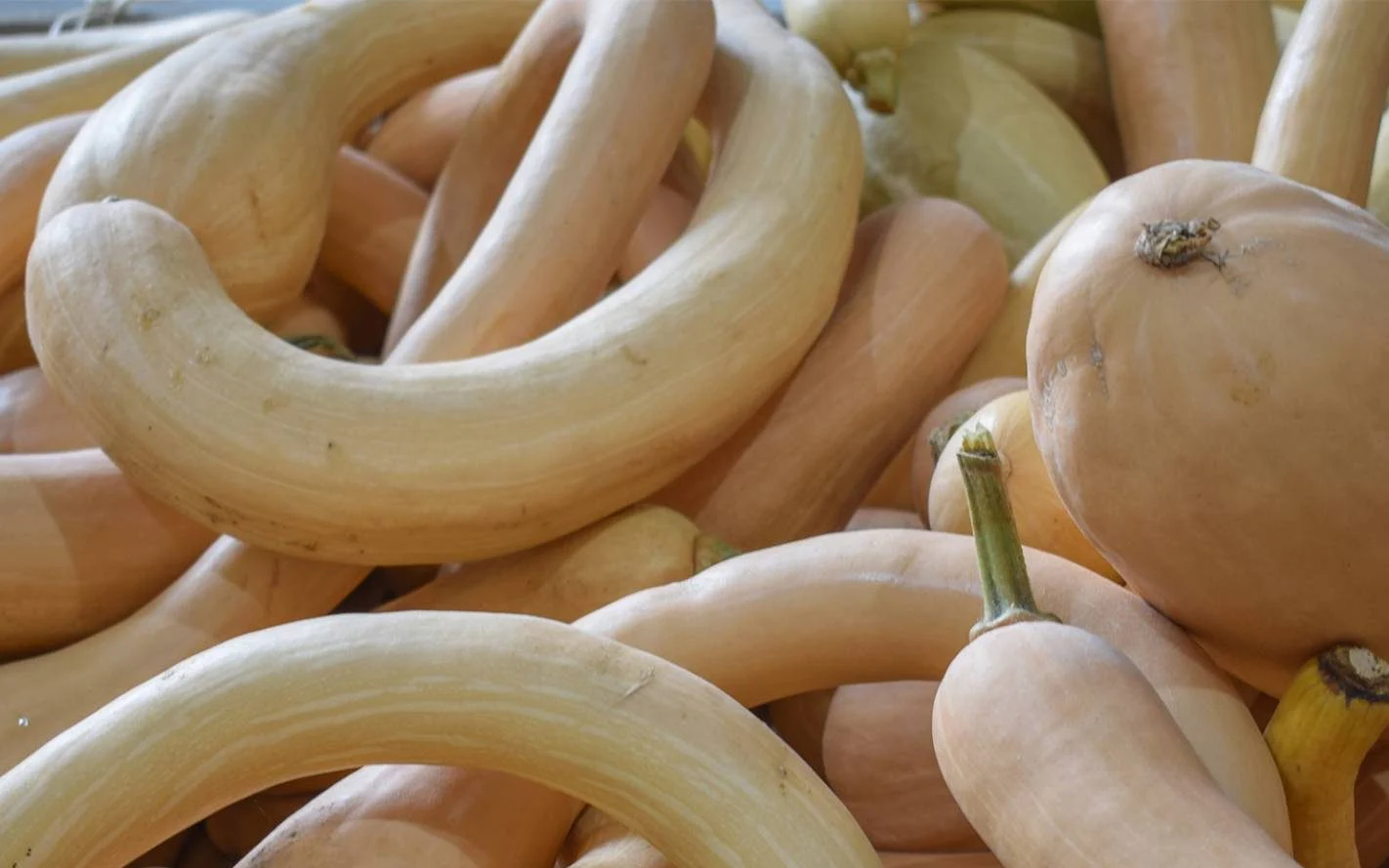 courge-albenga