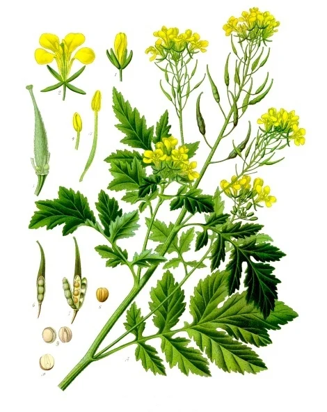 moutarde-blanche-mostarda