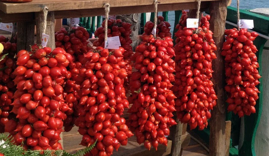 tomate-piennolo