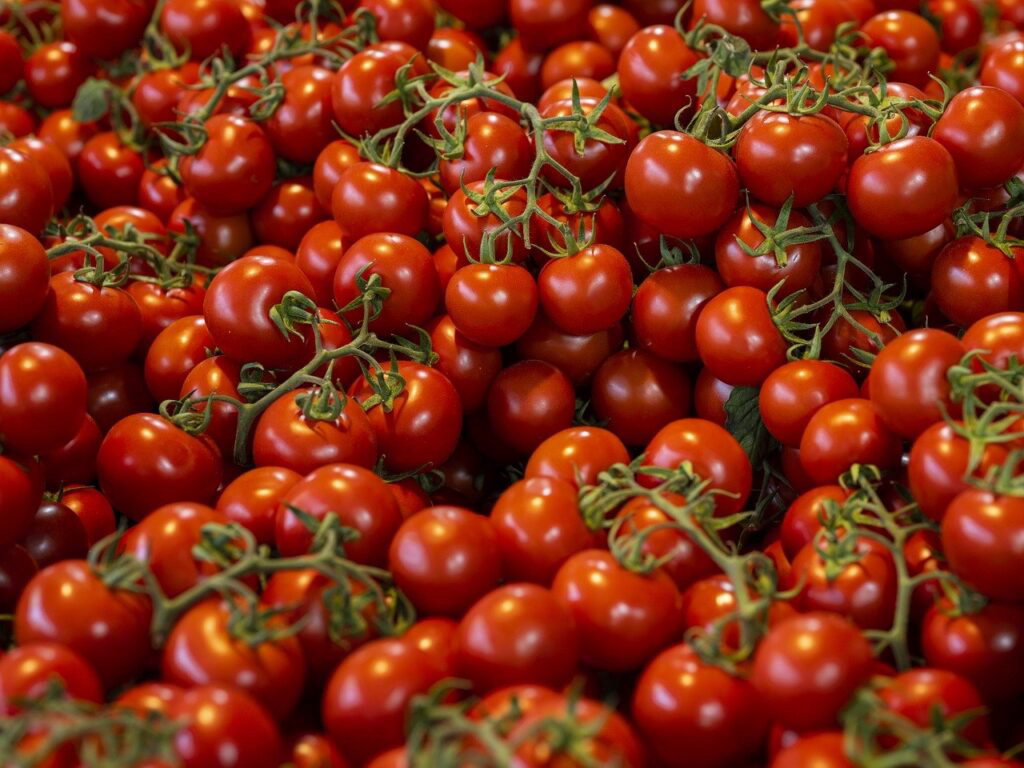 tomate-pachino