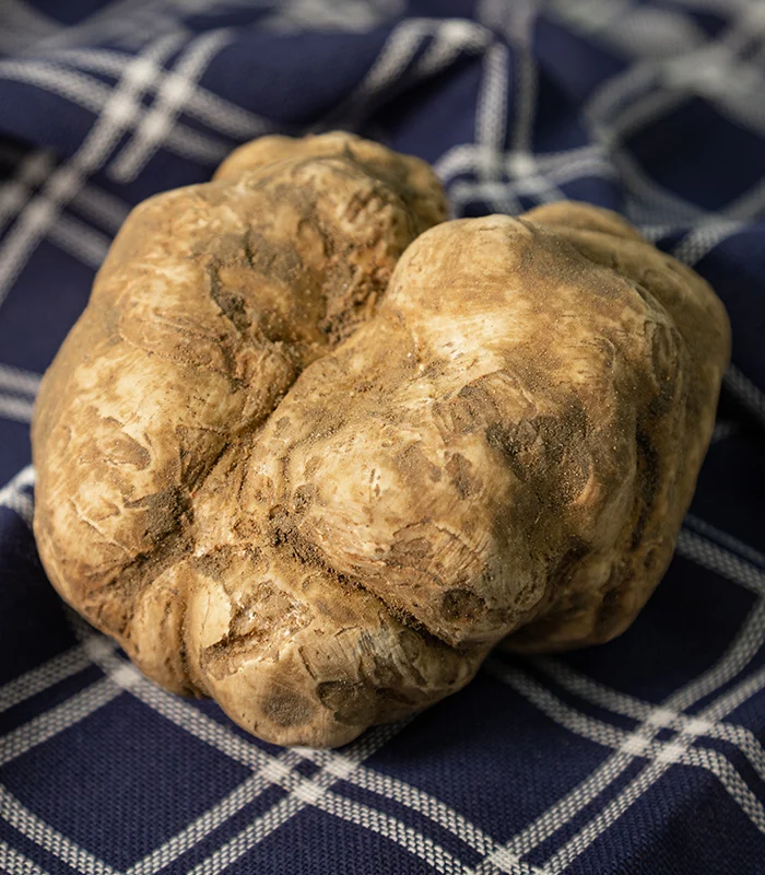 truffe-blanche