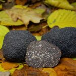 La truffe blanche, l&rsquo;or blanc de l&rsquo;Italie