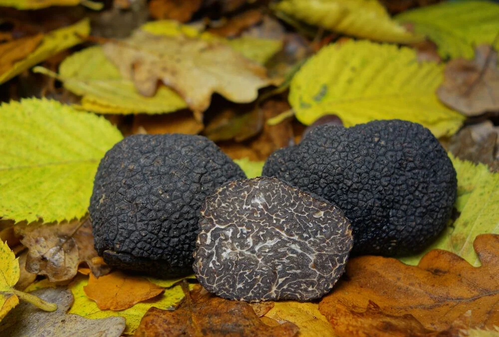 truffe-noire
