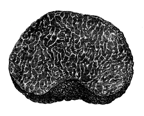 truffe-noire