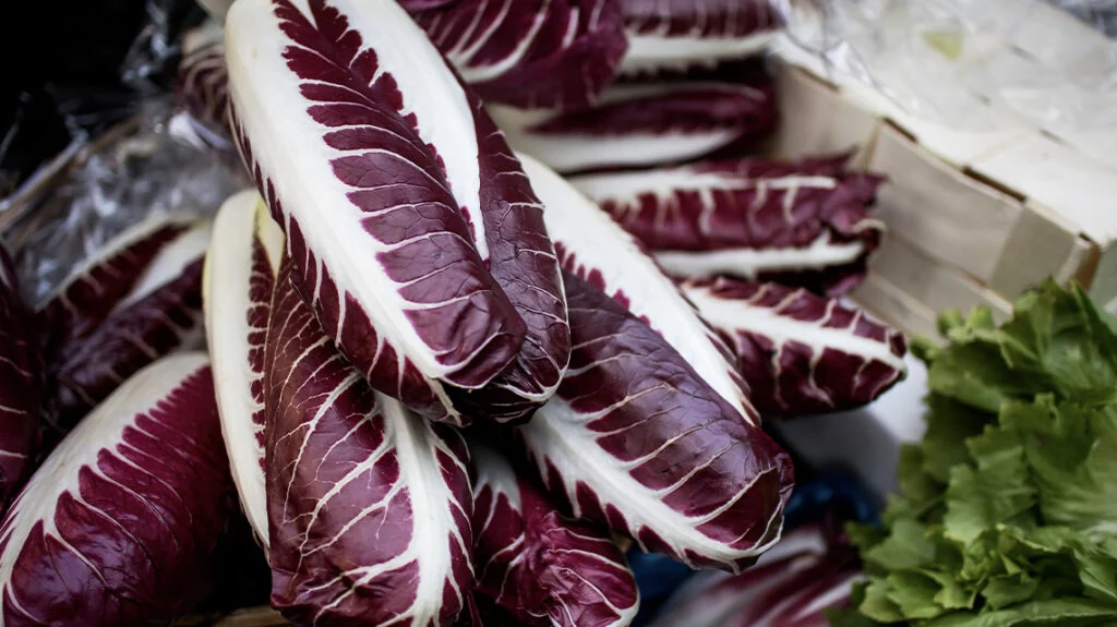 Radicchio rosso di Treviso Precoce IGP