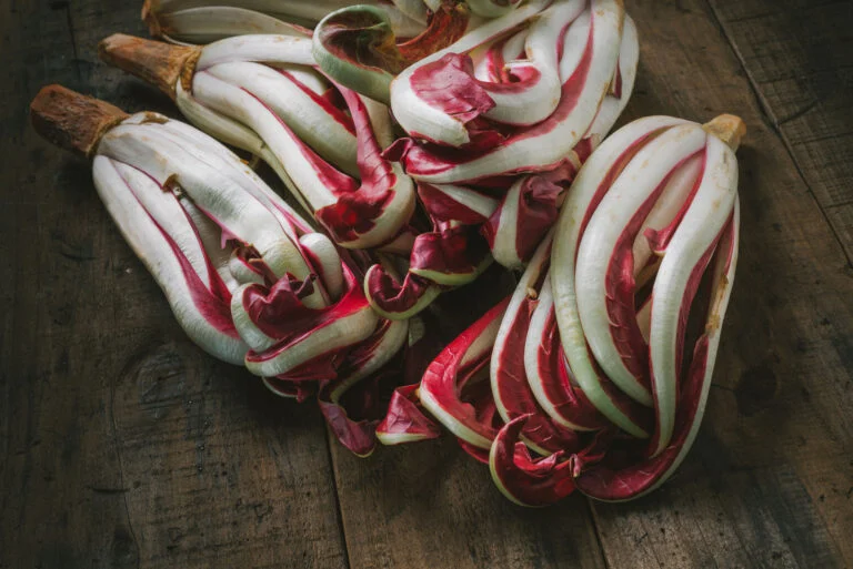 Radicchio Rosso di Treviso Tardif