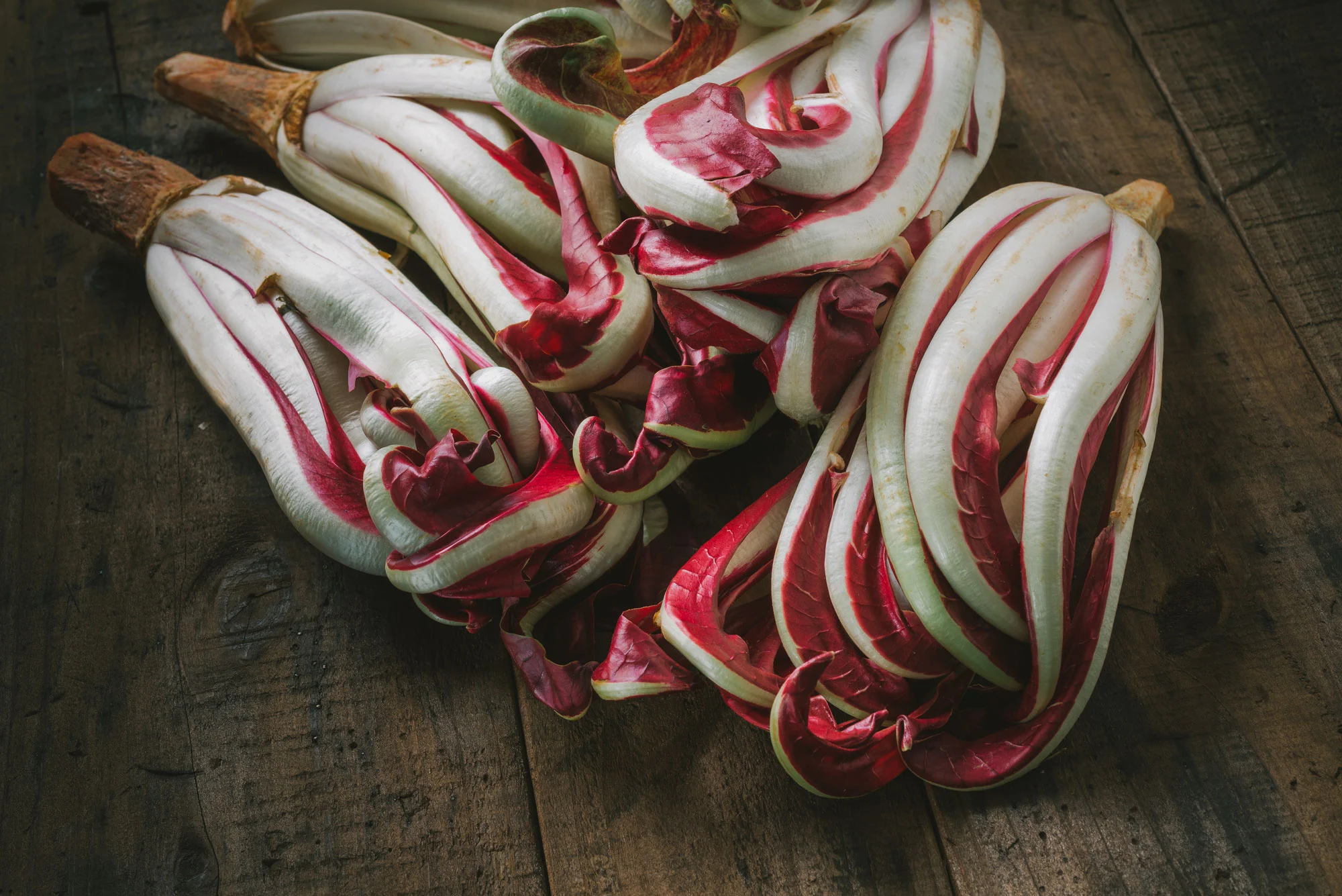 Radicchio Rosso di Treviso Tardif