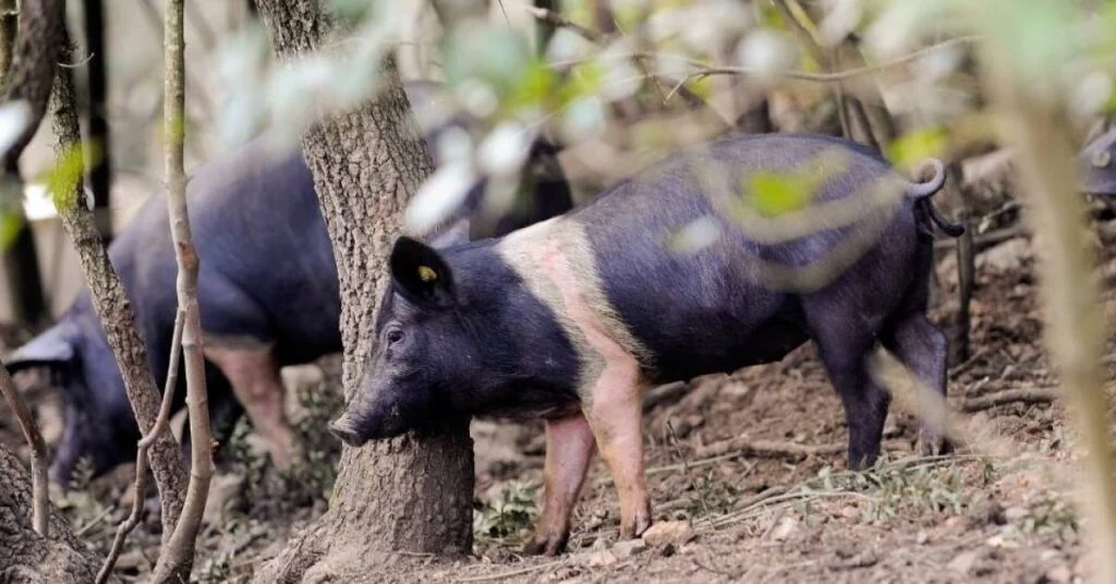 cinta-senese-guanciale