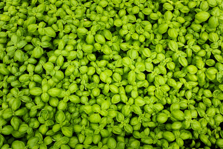 basilic-recette-italienne