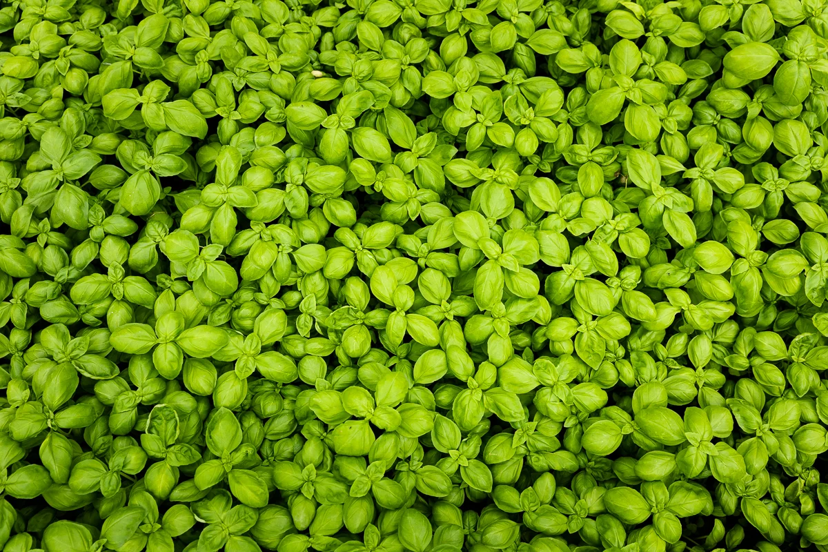 basilic-recette-italienne