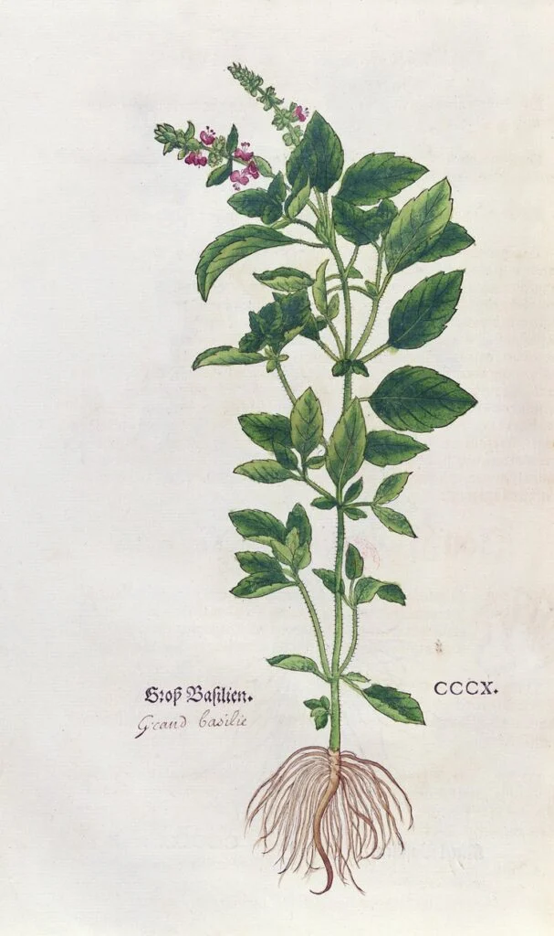 basilic-planche-botanique