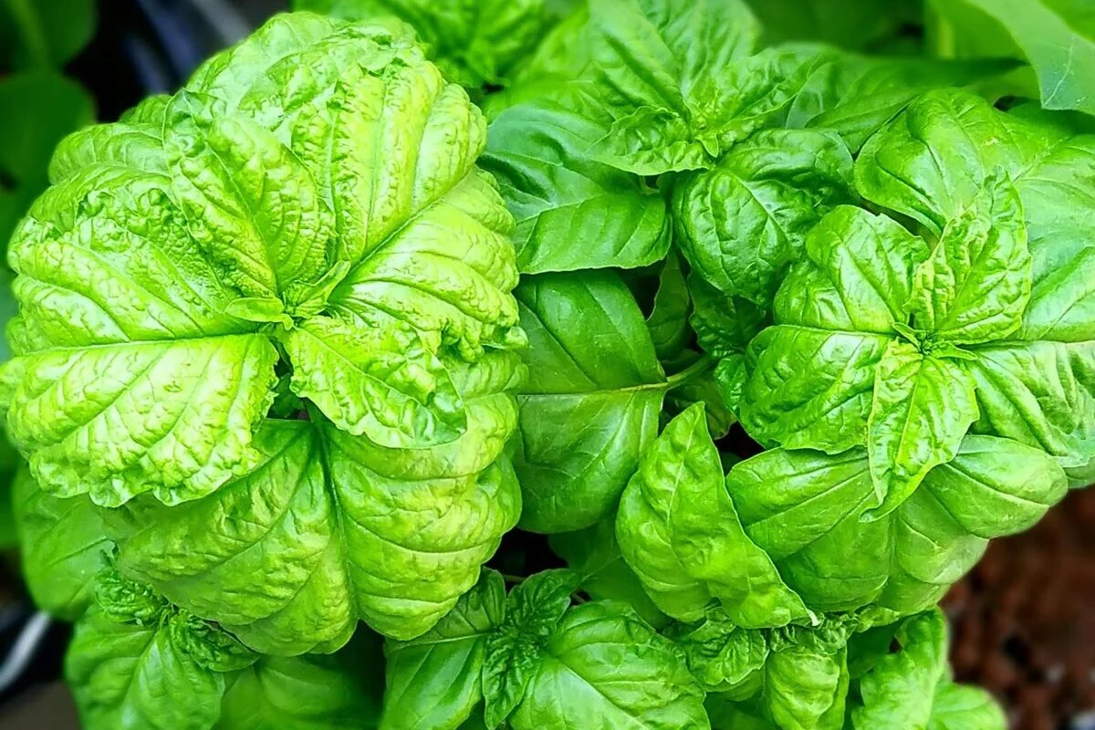 basilic-geant-napolitain