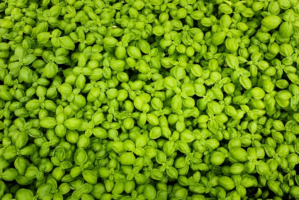 basilic-recette-italienne