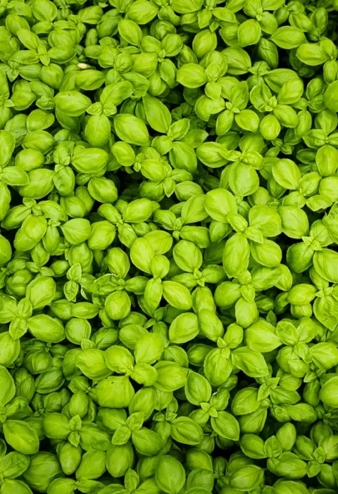 basilic-recette-italienne