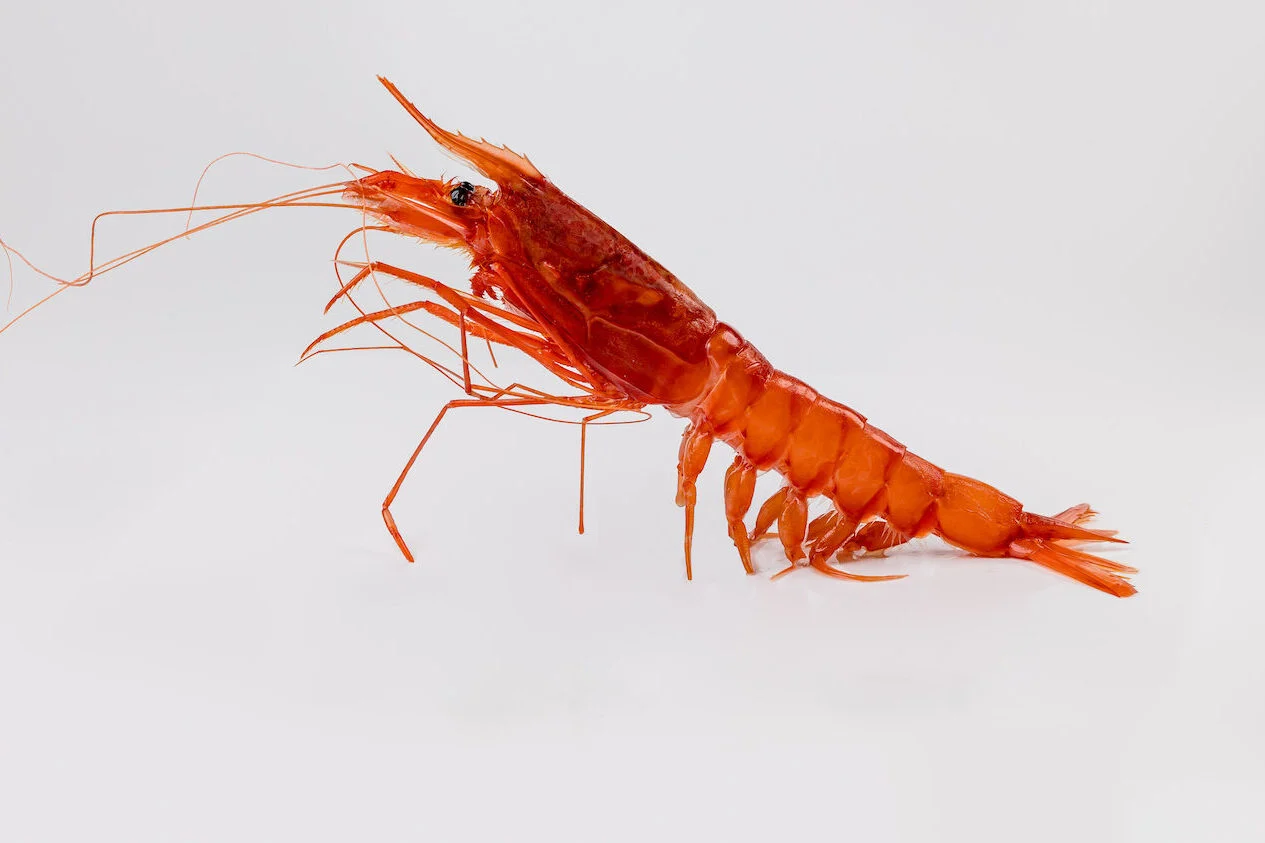 gambero-rosso-aristaeomorpha-foliacea
