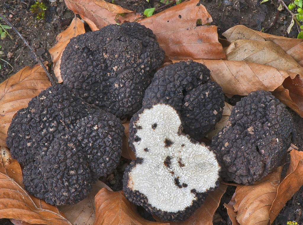 truffe-blanche-dete