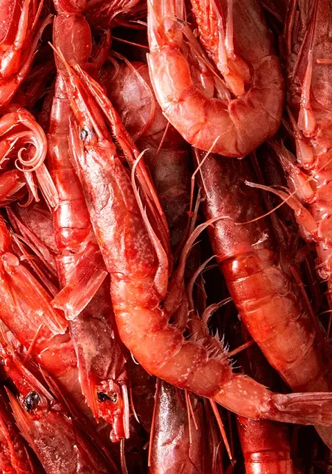 gambero-rosso-crevete-rouge