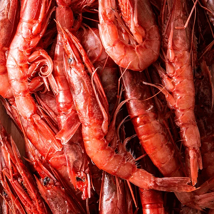 gambero-rosso-crevete-rouge