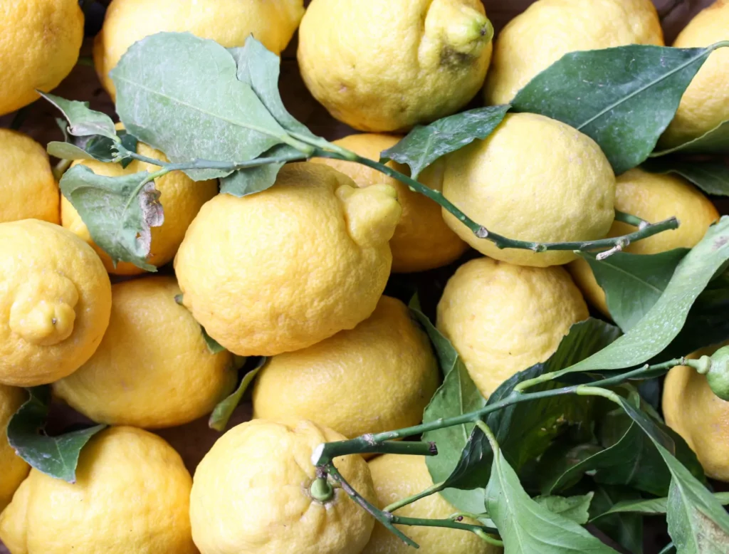 citron-de-sorrente-igp