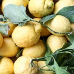 La merveilleuse histoire des tortellini bolognesi