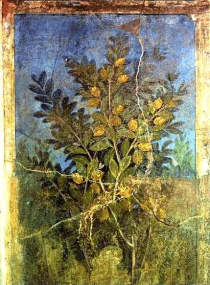 citron-de-sorrente-maison-du-verger-pompei