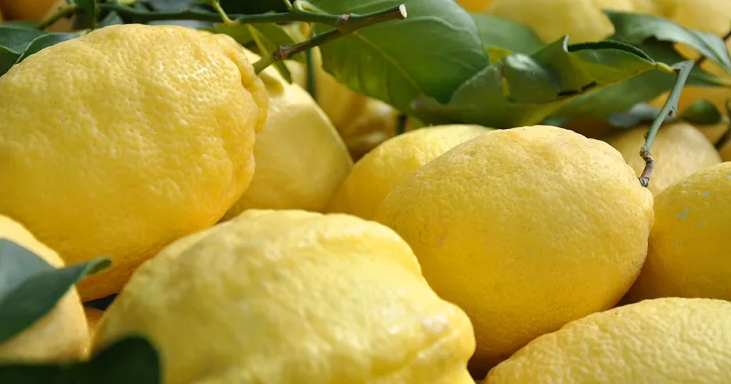 citron-de-sorrente