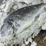 Granita aux mûres